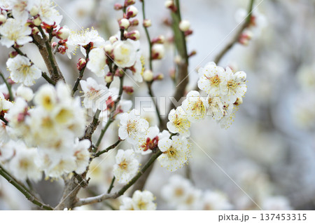 いつか見た梅の花 137453315