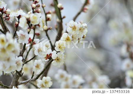 いつか見た梅の花 137453316