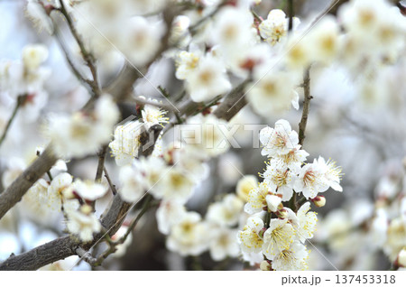 いつか見た梅の花 137453318