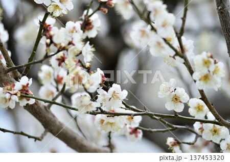 いつか見た梅の花 いつか見た梅の花 137453320