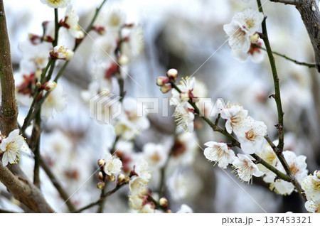 いつか見た梅の花 いつか見た梅の花 137453321