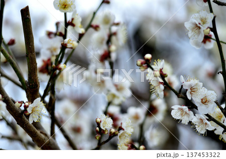 いつか見た梅の花 137453322