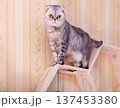 Grey Tabby Cat on Modern Honeycomb Furniture 137453380