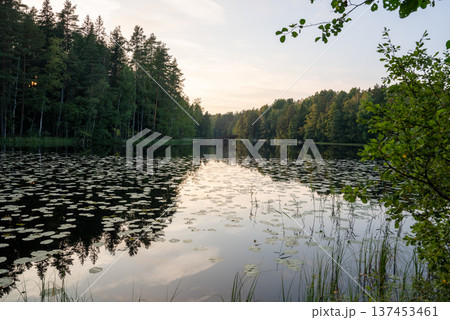 Tranquil forest lake with water lilies and tree reflections at sunset in northern nature landscape 137453461