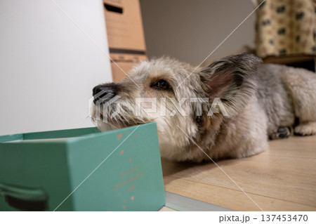 Curious small dog resting on floor with cardboard box at cozy home interior Curious small dog resting on floor with cardboard box at cozy home interior 137453470