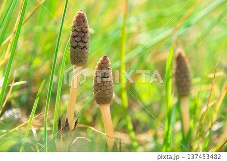 春のシンボルのひとつ　つくしんぼう 137453482