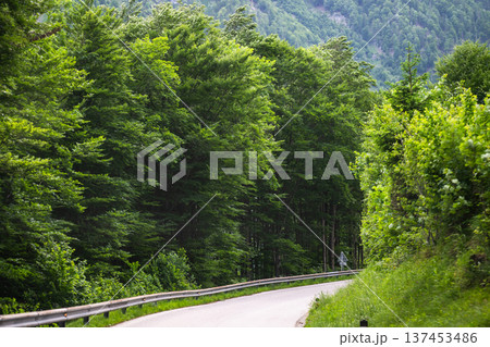 Winding mountain road through lush green forest in alpine valley in Austria 137453486