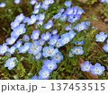 ネモフィラの花のクローズアップ 137453515