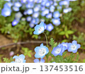 ネモフィラの花のクローズアップ 137453516