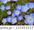 ネモフィラの花のクローズアップ 137453517