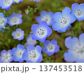 ネモフィラの花のクローズアップ 137453518