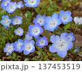 ネモフィラの花のクローズアップ 137453519