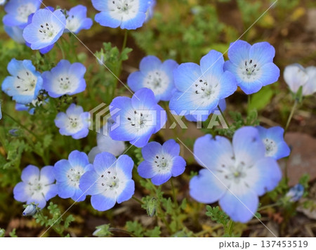 ネモフィラの花のクローズアップ 137453519