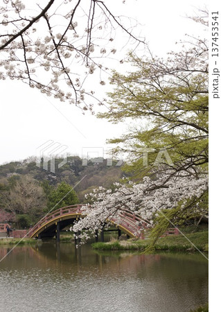 さくら並木のある風景 137453541