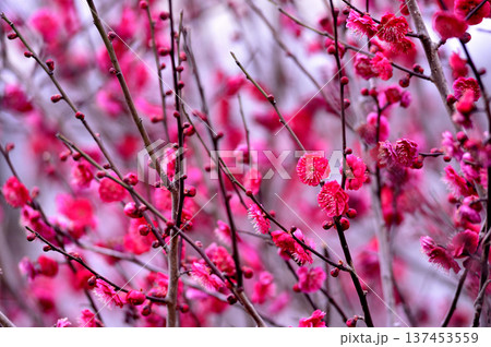 いつか見た梅の花 いつか見た梅の花 137453559