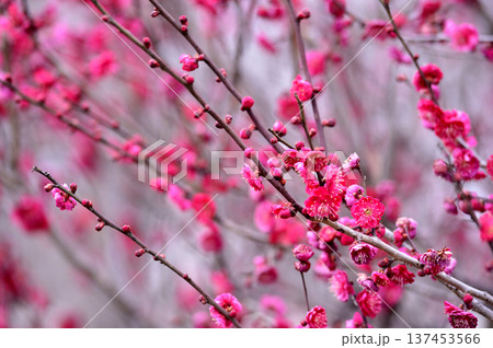 いつか見た梅の花 137453566