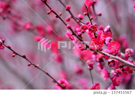 いつか見た梅の花 137453567