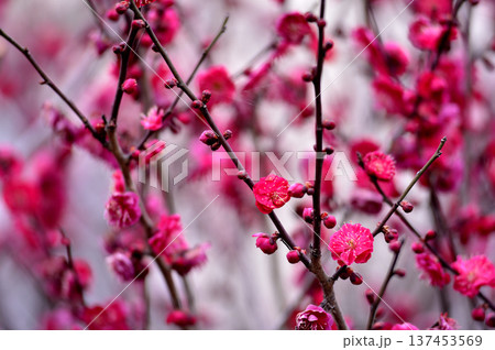 いつか見た梅の花 いつか見た梅の花 137453569