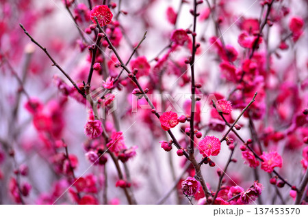 いつか見た梅の花 いつか見た梅の花 137453570