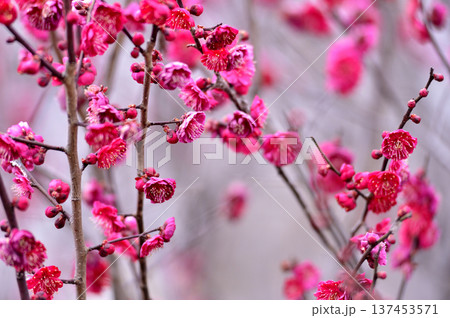 いつか見た梅の花 いつか見た梅の花 137453571