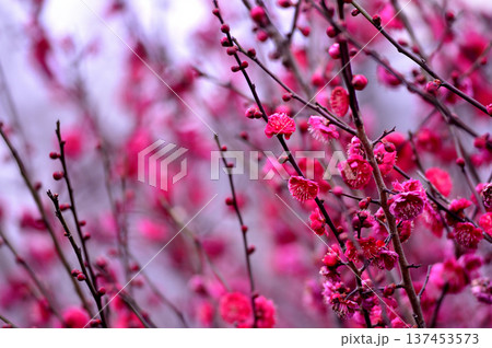 いつか見た梅の花 いつか見た梅の花 137453573