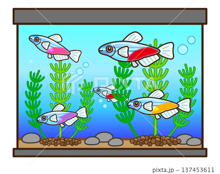 ネオンテトラと水槽と水草のイラスト素材 137453611