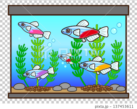 ネオンテトラと水槽と水草のイラスト素材 137453611