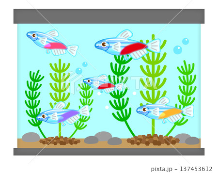 ネオンテトラと水槽と水草のイラスト素材2 ネオンテトラと水槽と水草のイラスト素材2 137453612