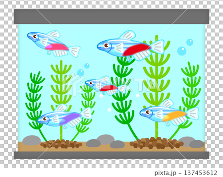 ネオンテトラと水槽と水草のイラスト素材2 ネオンテトラと水槽と水草のイラスト素材2 137453612