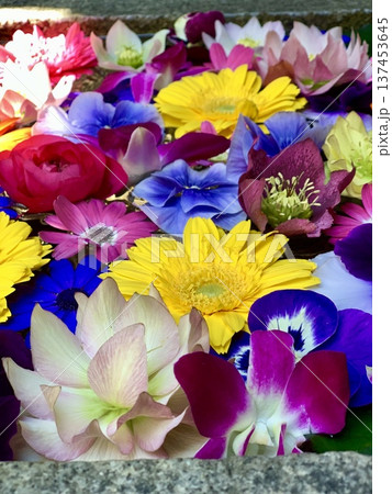 3月の花手水(ガーベラ・ラナンキュラス・ストック・オステオスペルマム)〈菅生神社/愛知県岡崎 3月の花手水(ガーベラ・ラナンキュラス・ストック・オステオスペルマム)〈菅生神社/愛知県岡崎 137453645