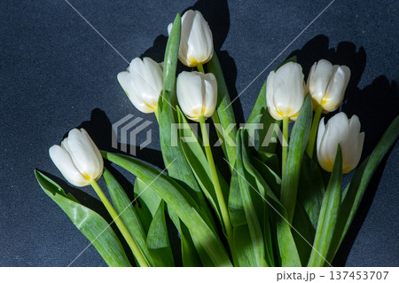 White tulips flowers. Floral bud. Tulip flower top view. White tulips flowers. Floral bud. Tulip flower top view. 137453707