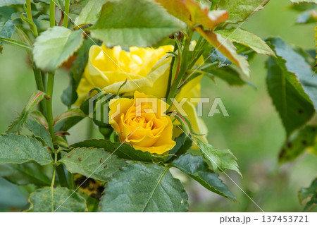 Yellow rose flowers bush in garden. Petal bud 137453721