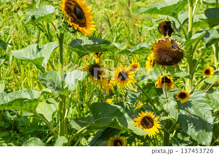 Yellow sunflower flowers Yellow sunflower flowers 137453726