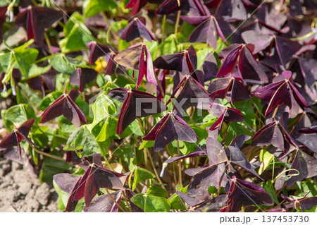 Oxalis Triangularis Plant Flower green Leaves 137453730