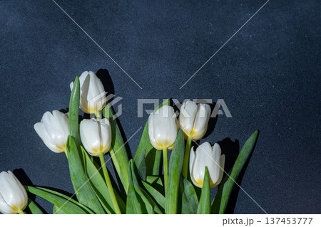 White tulips flowers. Floral bud. Tulip flower top view. 137453777