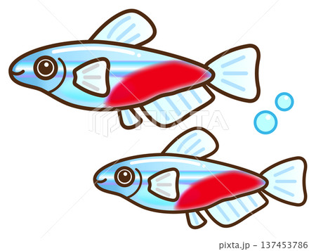 ネオンテトラのイラスト素材3 137453786