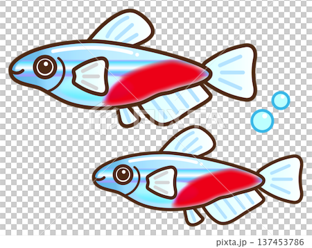 ネオンテトラのイラスト素材3 137453786