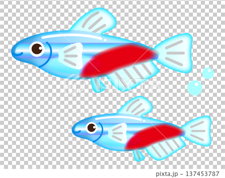 Neon tetra illustration material 4 137453787