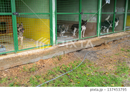 Dog shelter. Homeless dog in an enclosure behind bars. Animal welfare. Pet adoption Dog shelter. Homeless dog in an enclosure behind bars. Animal welfare. Pet adoption 137453795