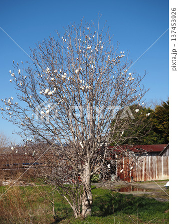 青空と白い花をつけはじめたコブシの木(早春の香長平野 '26) 青空と白い花をつけはじめたコブシの木(早春の香長平野 '26) 137453926