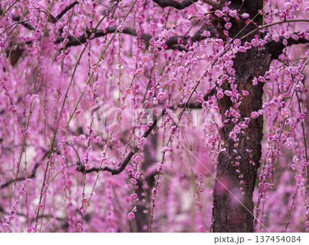 京都 城南宮 枝垂れる梅の花 京都 城南宮 枝垂れる梅の花 137454084