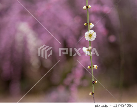 城南宮 しだれ梅 背景の白梅 137454086