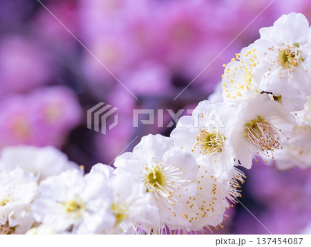 白梅とピンクボケ 華やかな背景 白梅とピンクボケ 華やかな背景 137454087
