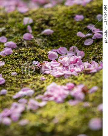 苔の上の散り梅 クローズアップ 苔の上の散り梅 クローズアップ 137454094