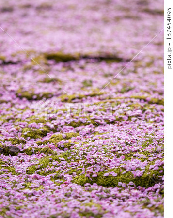 散り梅の絨毯 ピンクの花びら 137454095