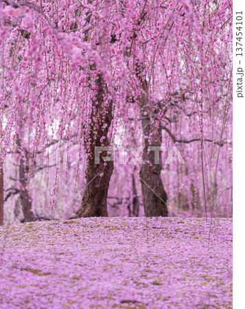 京都 城南宮 しだれ梅 満開風景 137454101