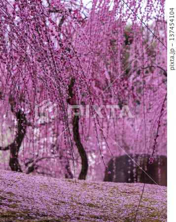 城南宮 春の山を彩るしだれ梅 137454104