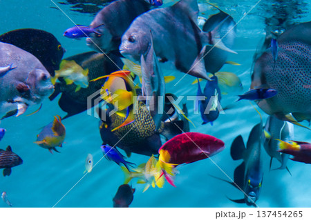 泳ぐカラフルな魚たち 泳ぐカラフルな魚たち 137454265