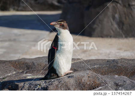イワトビペンギン 137454267