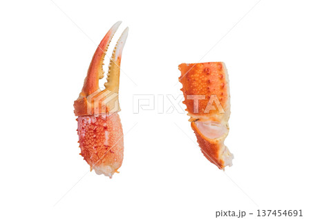 Cooked red king crab claws isolated on white background premium seafood ingredient with natural texture and copy space 137454691